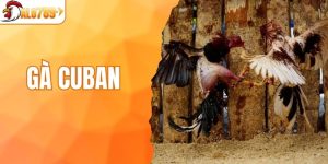 Gà Cuban - Chiến Kê Bất Bại Với Lối Đá Săn Đầu Đỉnh Cao