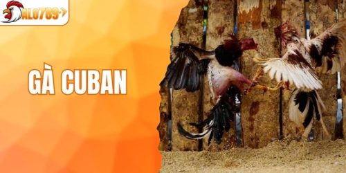 Gà Cuban - Chiến Kê Bất Bại Với Lối Đá Săn Đầu Đỉnh Cao