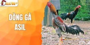 Dòng Gà Asil Có Những Đặc Điểm Nổi Bật Gì? Chăm Sóc Ra Sao?