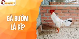 Gà Bướm Là Gì? Những Dòng Gà Bướm Đá Hay Phổ Biến
