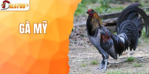 Gà Mỹ Là Gì? Giới Thiệu Về Dòng Chiến Kê Đẳng Cấp