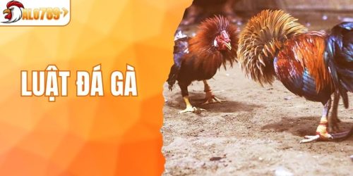Tìm Hiểu Luật Đá Gà Chuẩn Nhất Hiện Nay Cho Người Mới