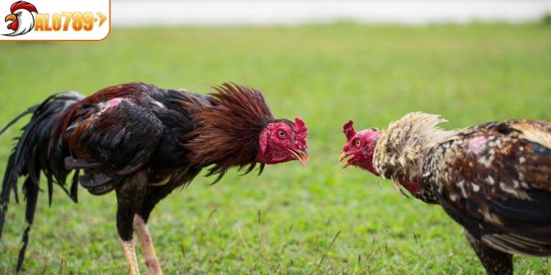 Tổng quan sảnh đá gà ALO789