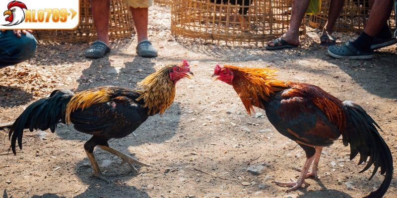 Đá gà Thomo độc quyền
