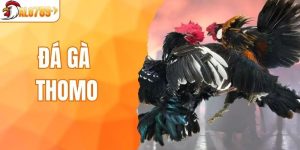 Đá Gà Thomo - Thiên Đường Cá Cược Cho Các Kê Thủ Tại ALO789