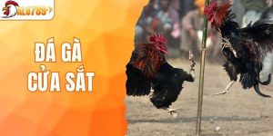 Khám Phá Game Đá Gà Cửa Sắt Tại ALO789 Cho Người Chơi Mới