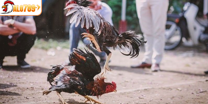 Đá gà hàng xáo có nhiều điểm thú vị