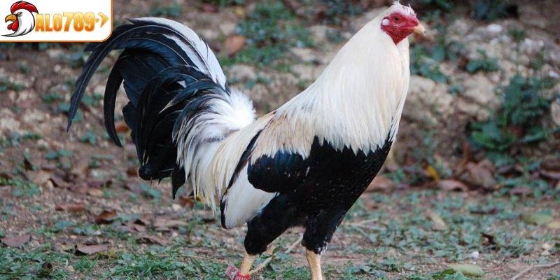 Đôi nét về nguồn gốc gà Mỹ
