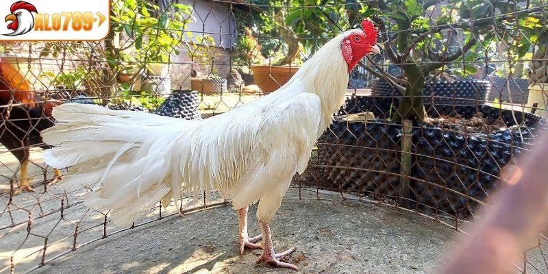 Những ngày gà bướm không nên ra sân
