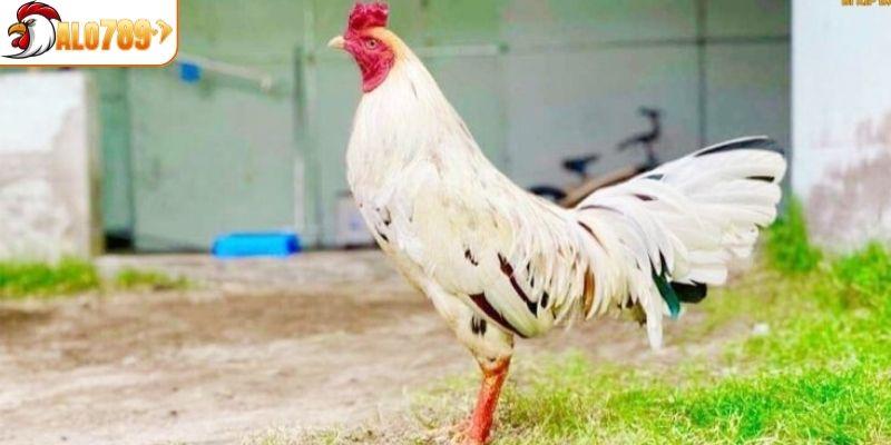 Gà chân xanh lựa chọn hàng đầu trong trường gà