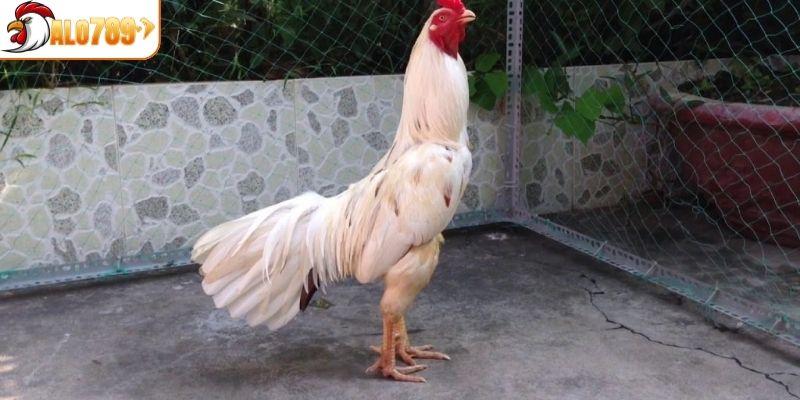 Chân chì gà bướm được lựa chọn với sức bền tốt