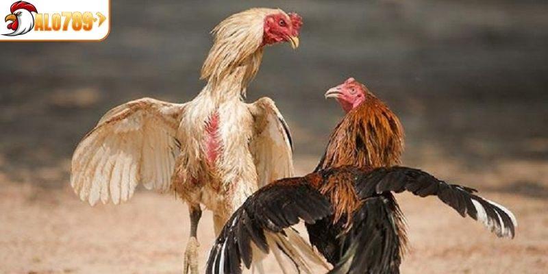 Luật đá gà Thomo tại ALO789 chi tiết nhất