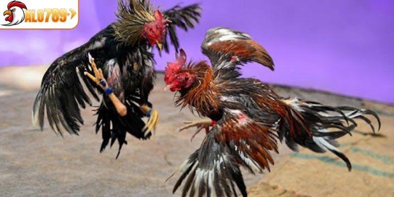 Lưu ý trong luật chơi đá gà các tân thủ cần nắm