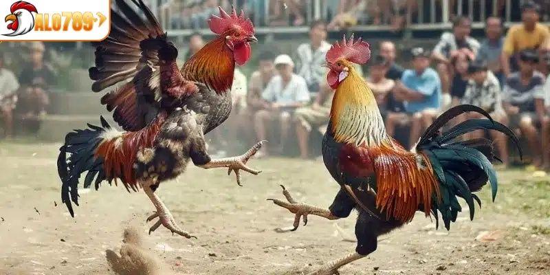 Nắm rõ cách quan sát chiến kê cơ bản