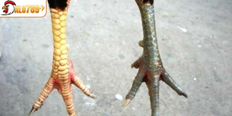 Các loại vảy gà quý phổ biến thường gặp