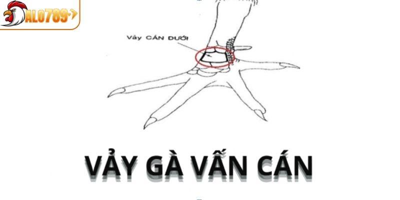 Tìm hiểu về chiến kê có vảy vấn cán