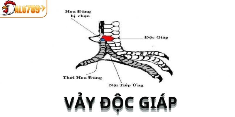 Không làm tổn thương phần vảy của chiến kê