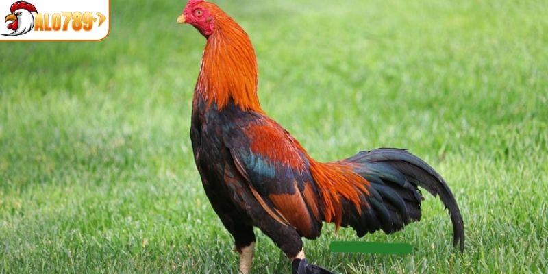 Giới thiệu về dòng gà Asil