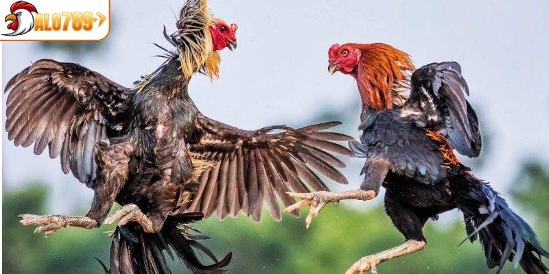 Đặc điểm nổi bật của phần đầu giống gà Asil