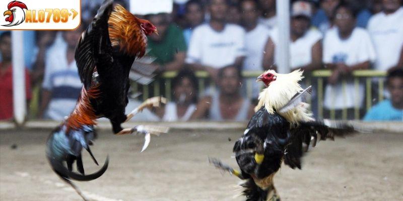 Đặc điểm của vai và lưng của gà Asil