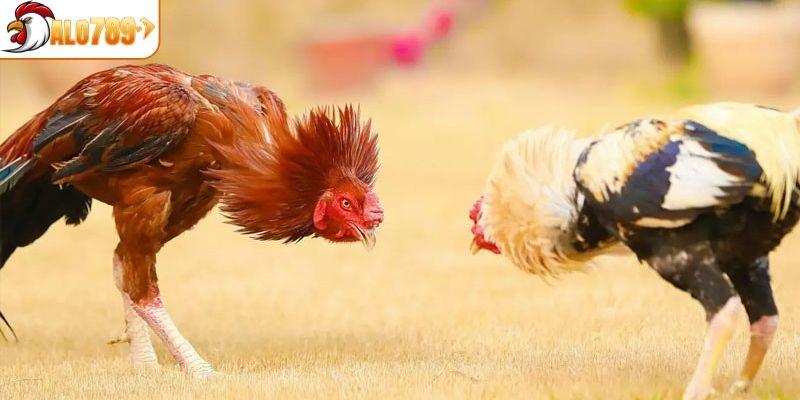 Hướng dẫn cách nuôi gà Asil cực chuẩn cho anh em