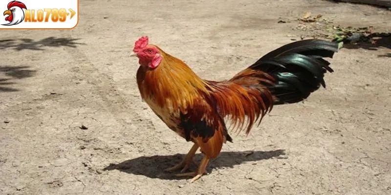 Đôi nét về gà Cuban là gì