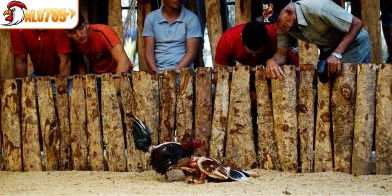 Đặc điểm phân biệt của gà giống Cuban