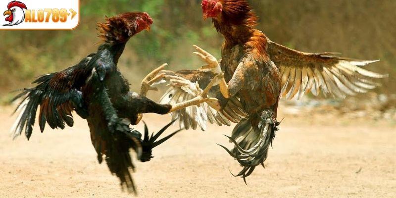 Lối đá của gà chọi Cuban