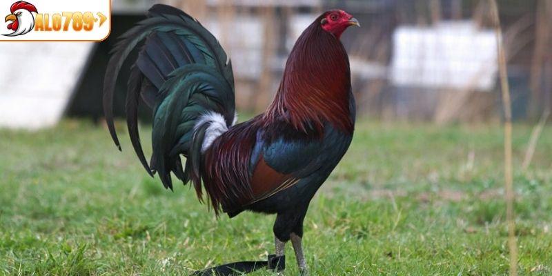 Cách nuôi gà giống Cuban chuẩn xác